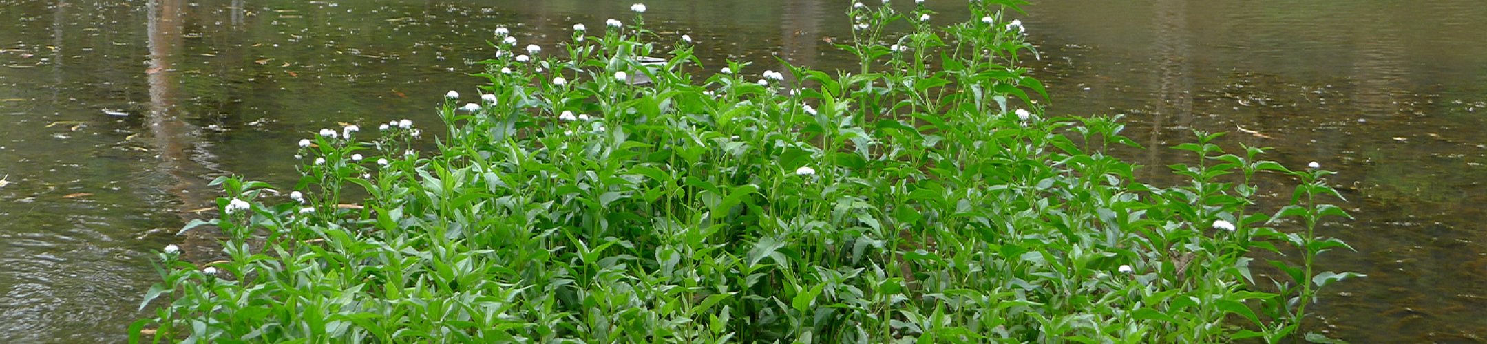 Smalle theeplant